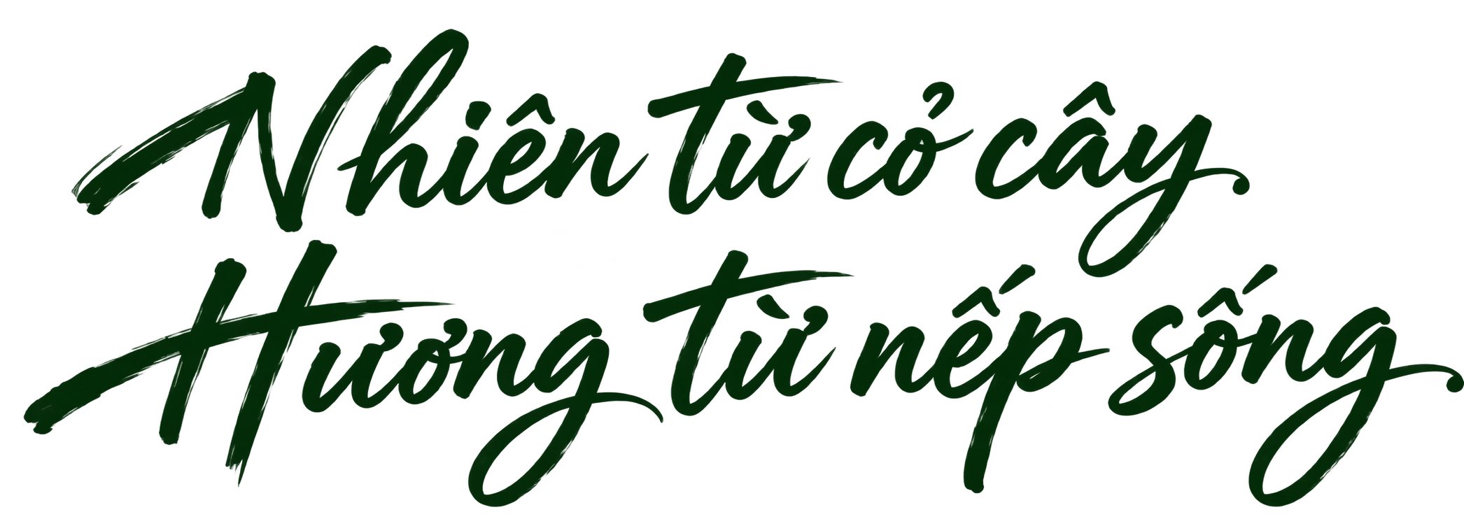 Nhiên từ cỏ cây. Hương từ nếp sống.